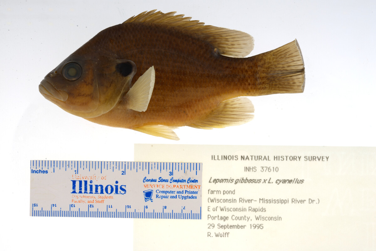 Lepomis gibbosus image