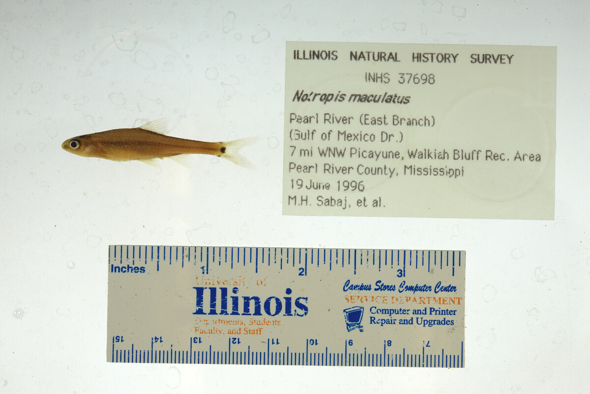 Notropis maculatus image