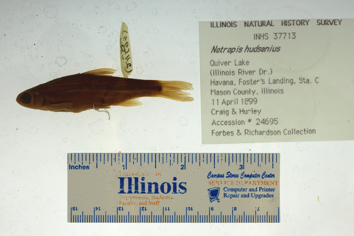 Notropis hudsonius image