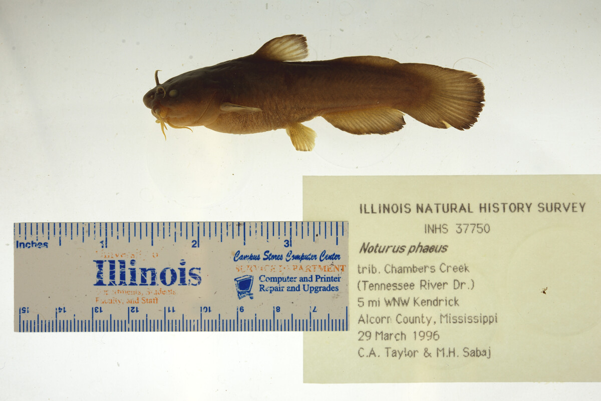 Noturus phaeus image