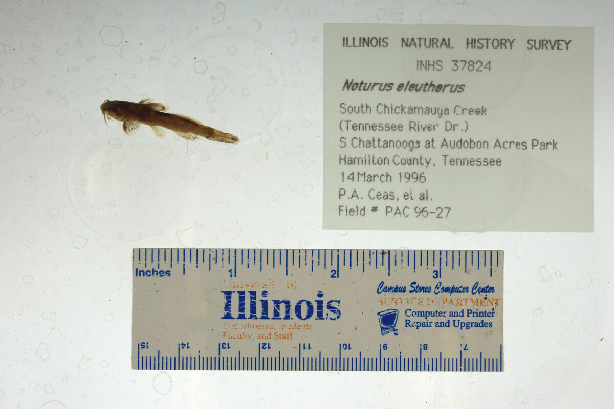 Noturus eleutherus image