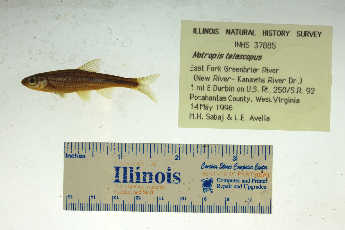 Cyprinidae image