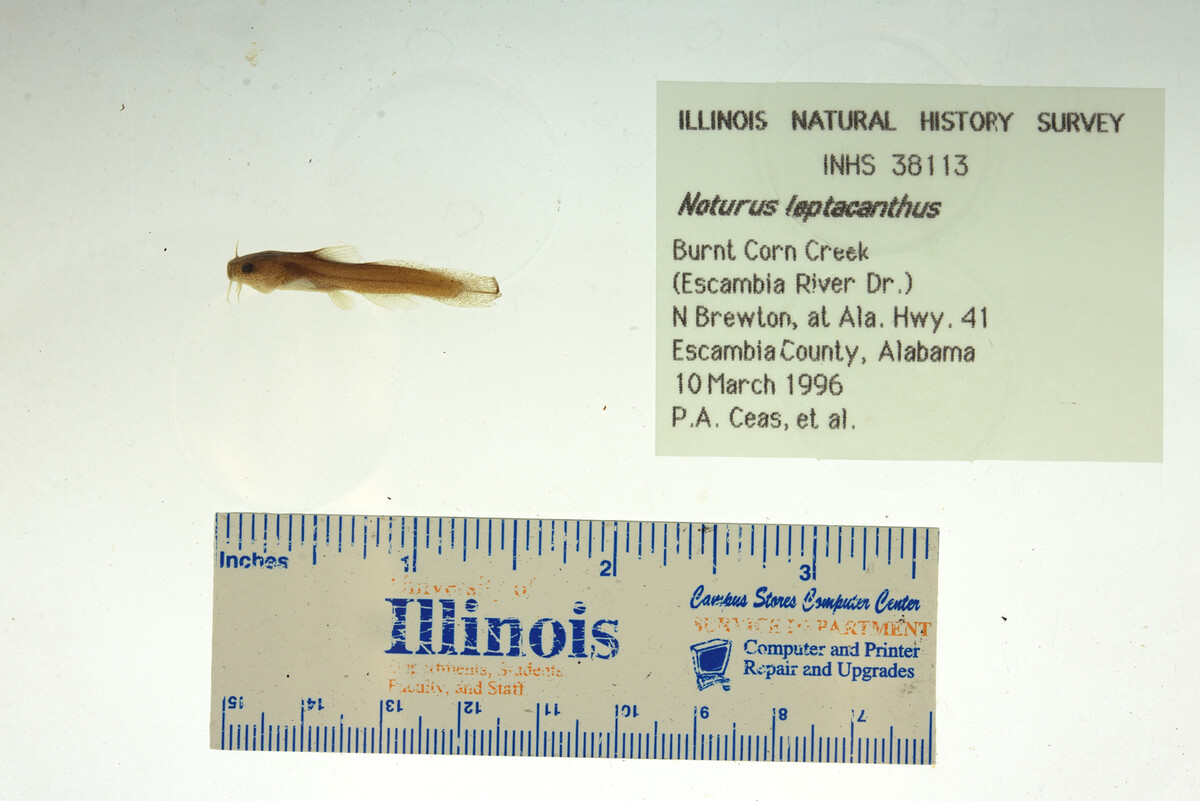 Noturus leptacanthus image