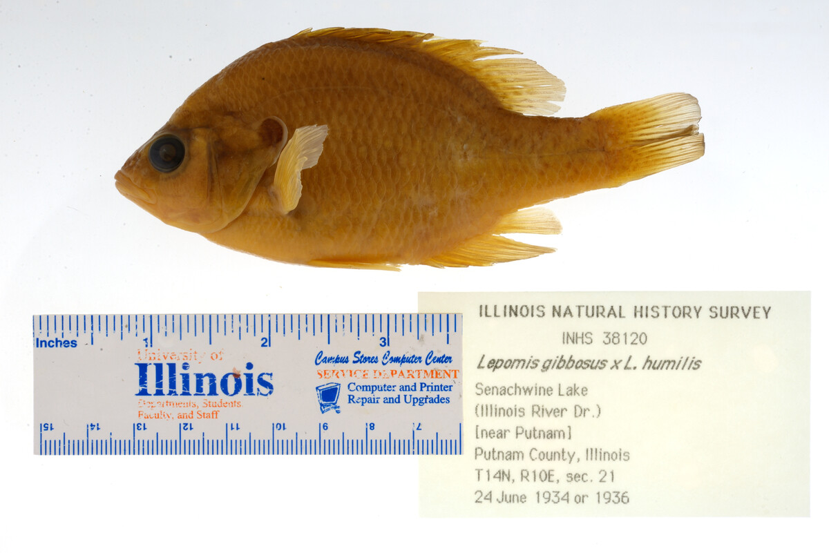 Lepomis humilis image