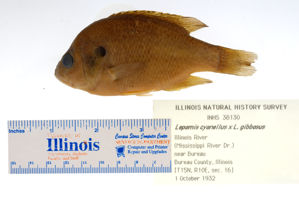 Lepomis gibbosus image