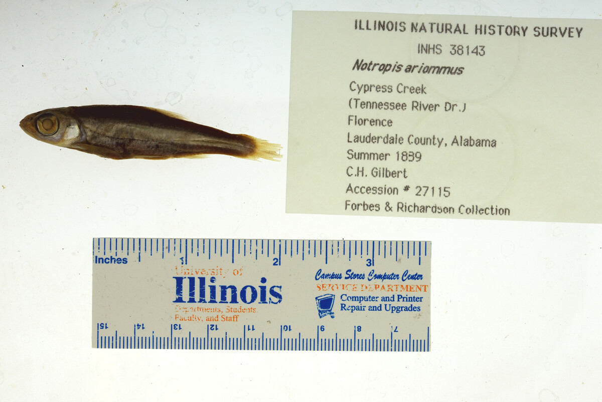 Notropis ariommus image