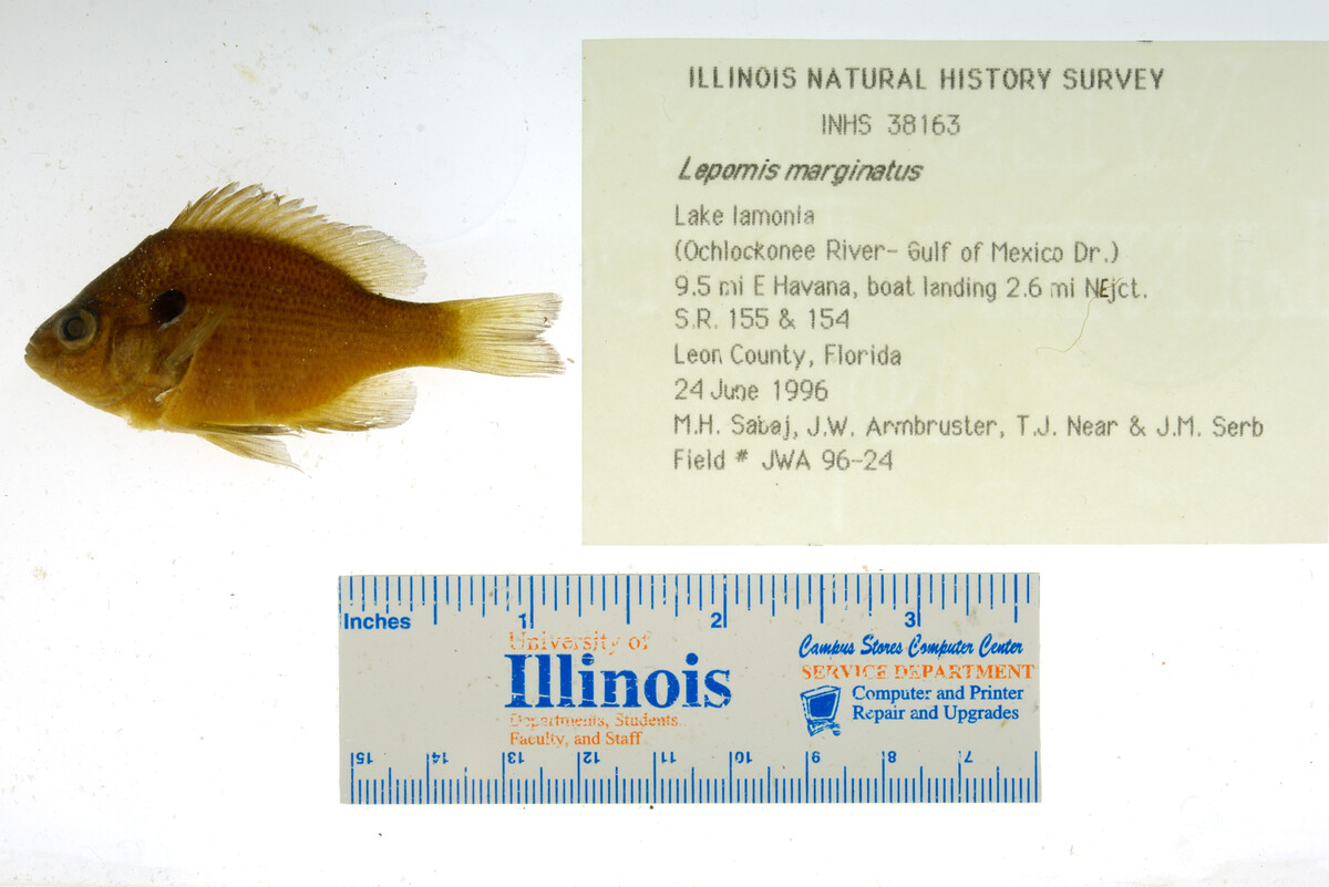 Lepomis marginatus image