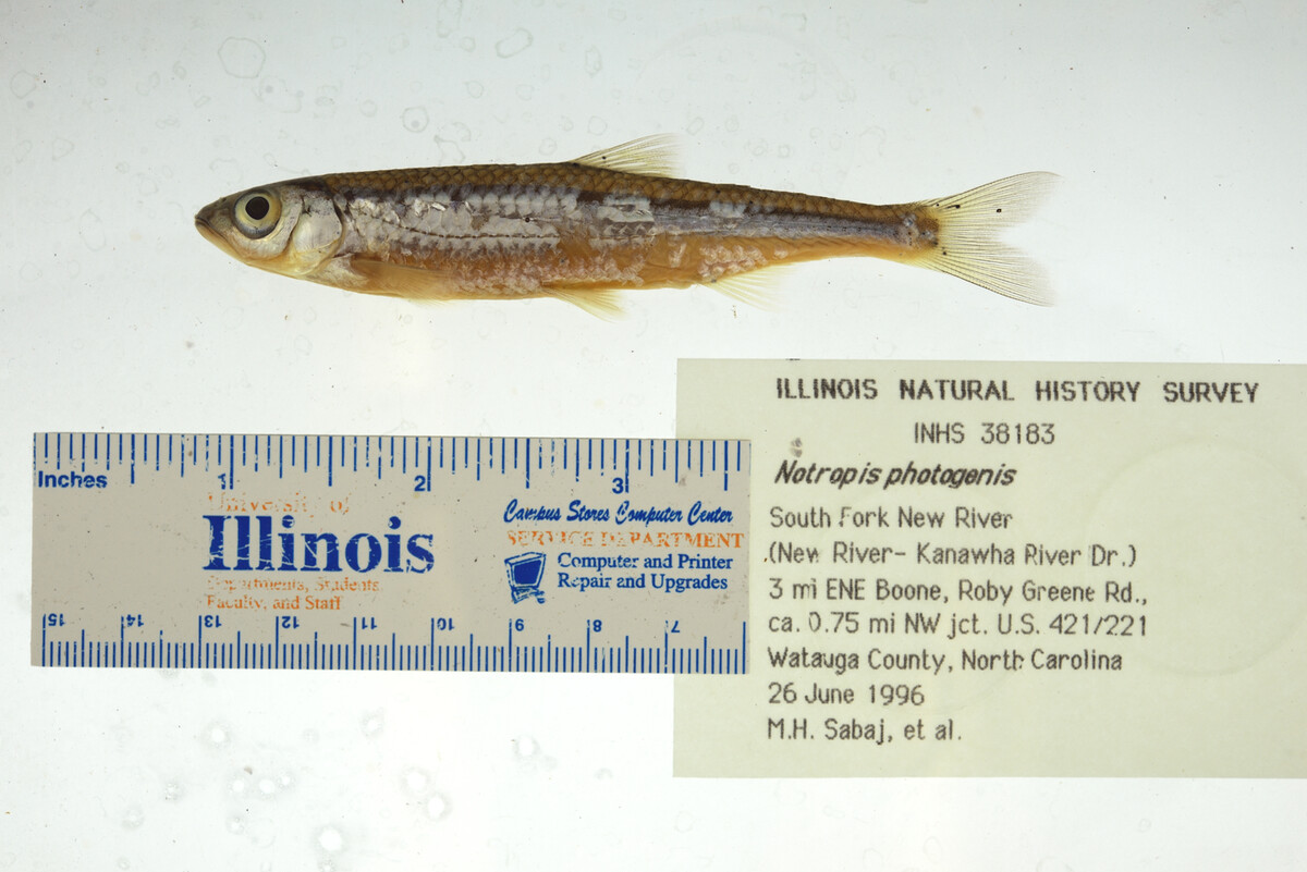 Notropis photogenis image