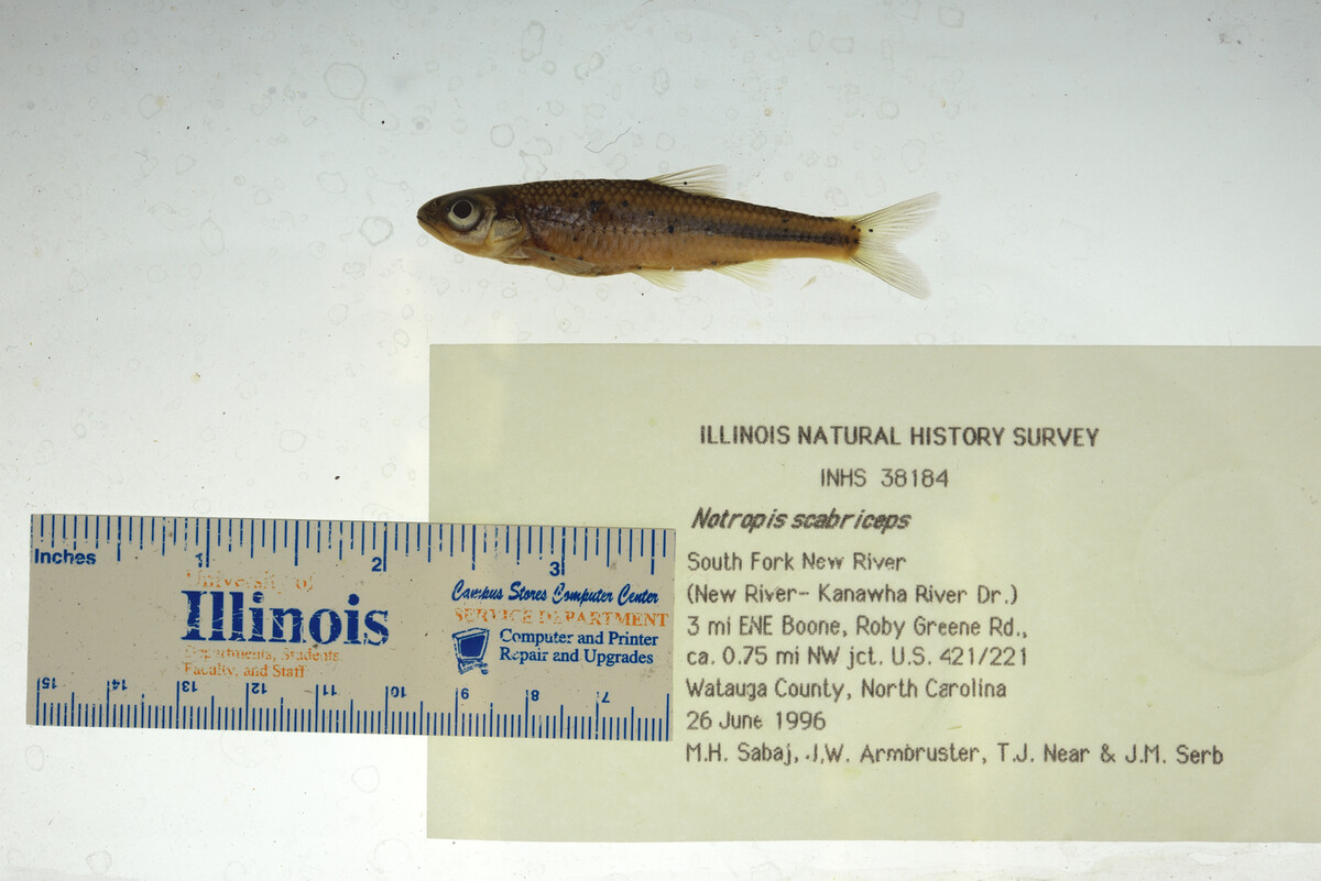 Notropis scabriceps image