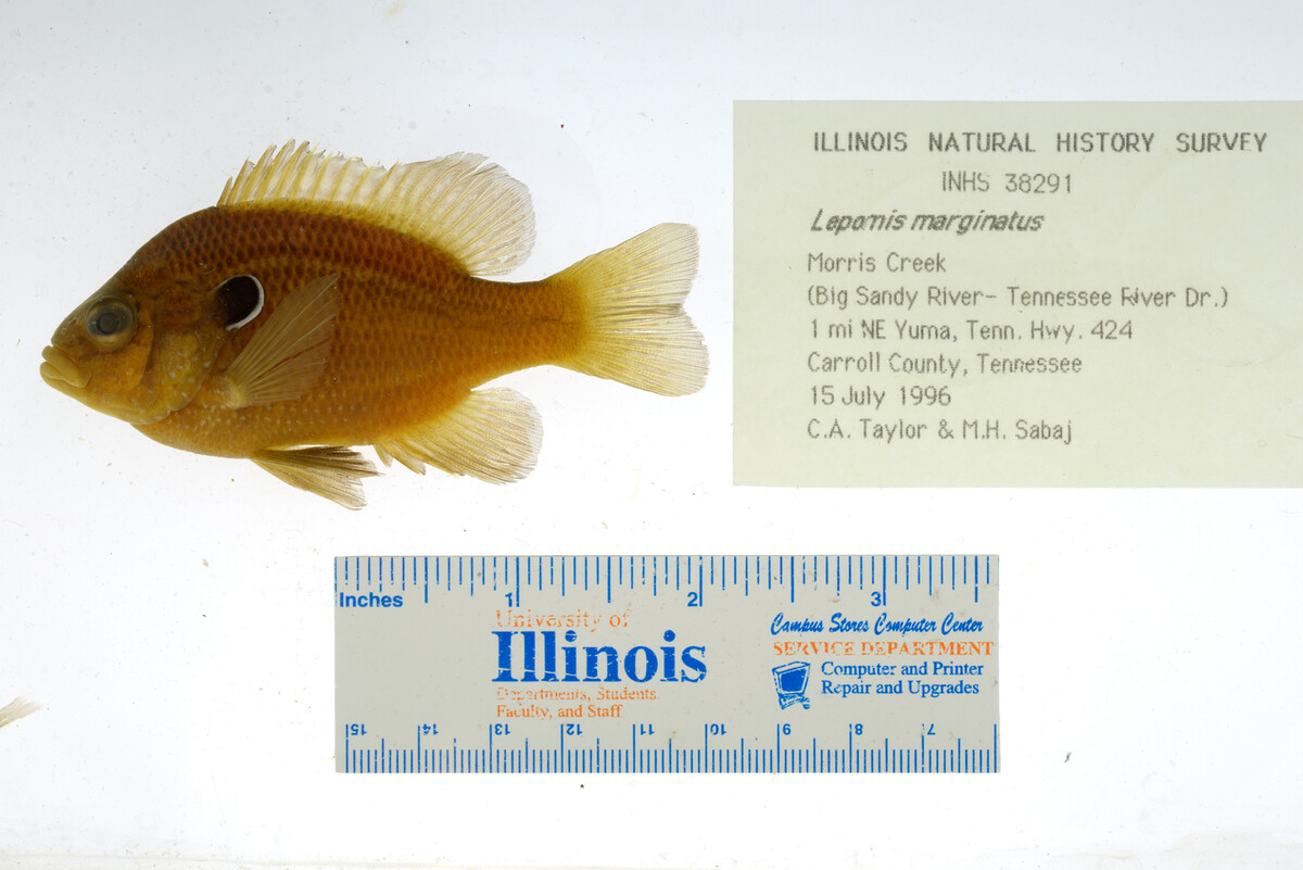 Lepomis marginatus image