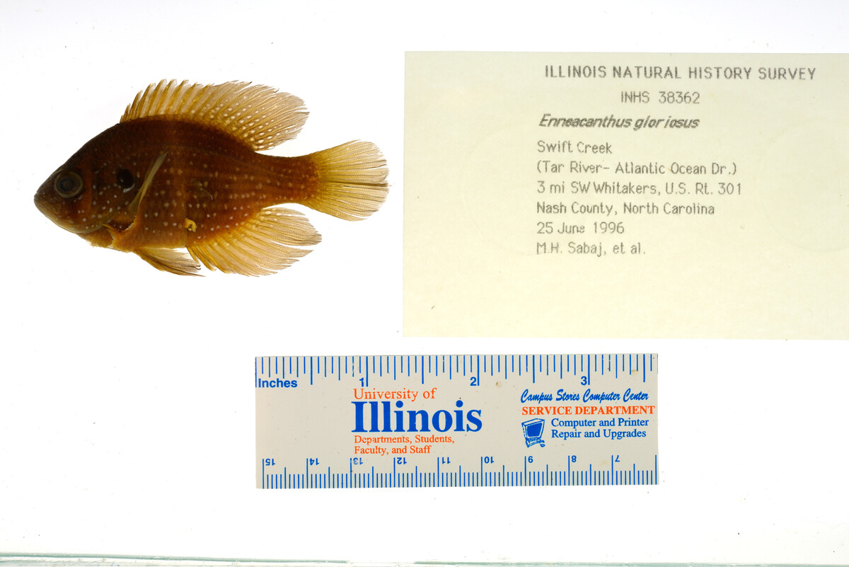 Enneacanthus gloriosus image