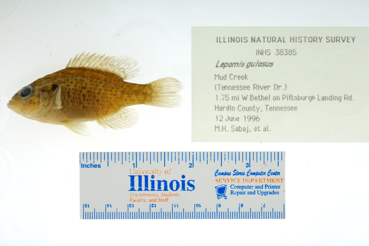 Lepomis gulosus image