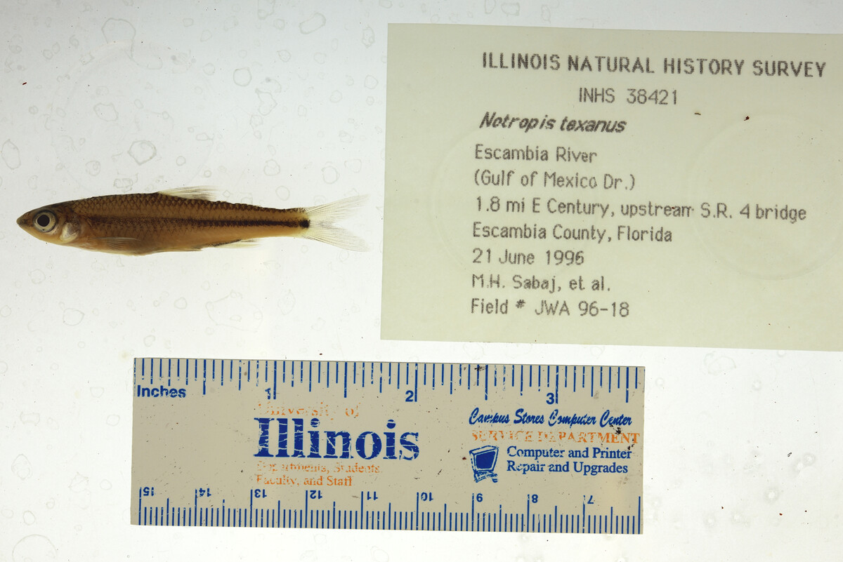 Notropis texanus image