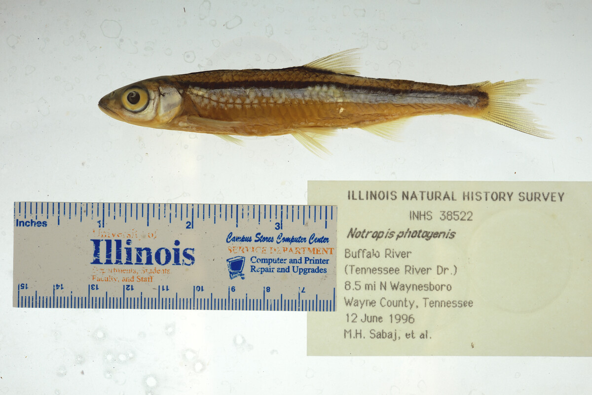 Notropis photogenis image