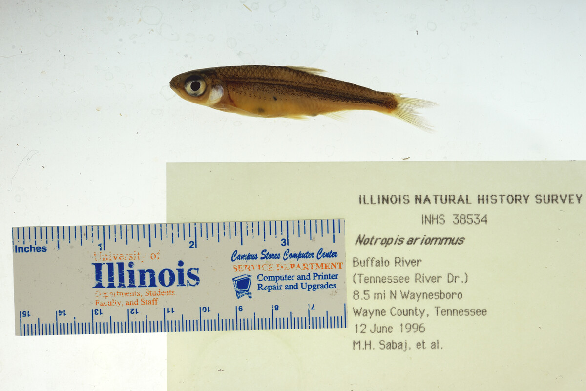 Notropis ariommus image
