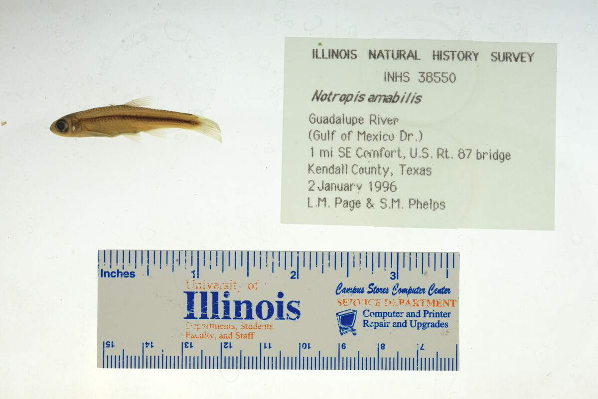 Notropis amabilis image