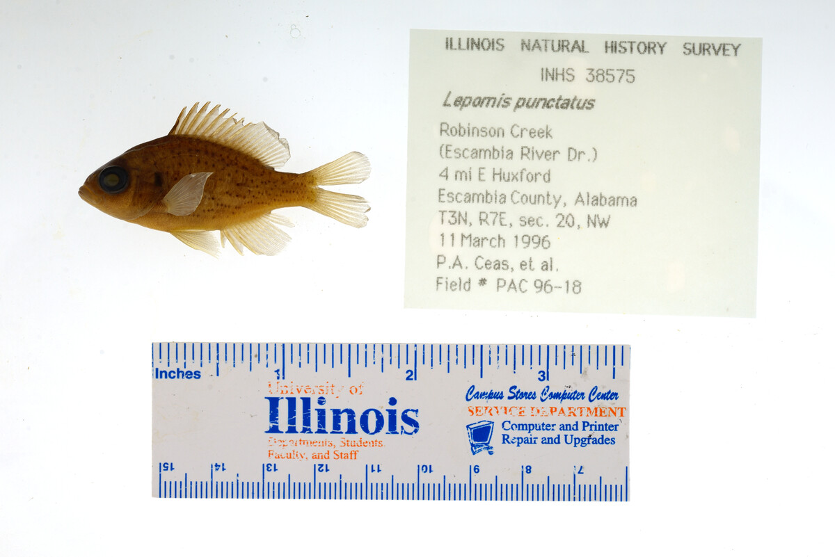 Lepomis punctatus image