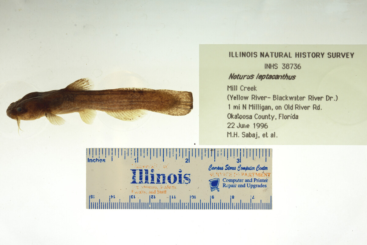 Noturus leptacanthus image