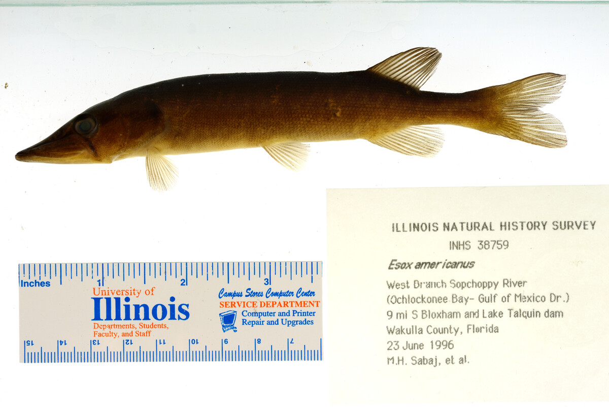 Esox americanus image