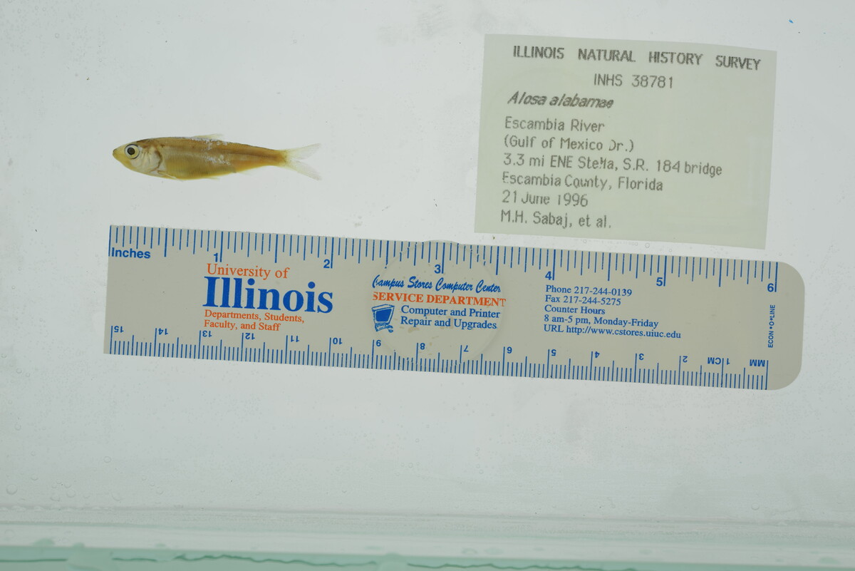 Alosa alabamae image