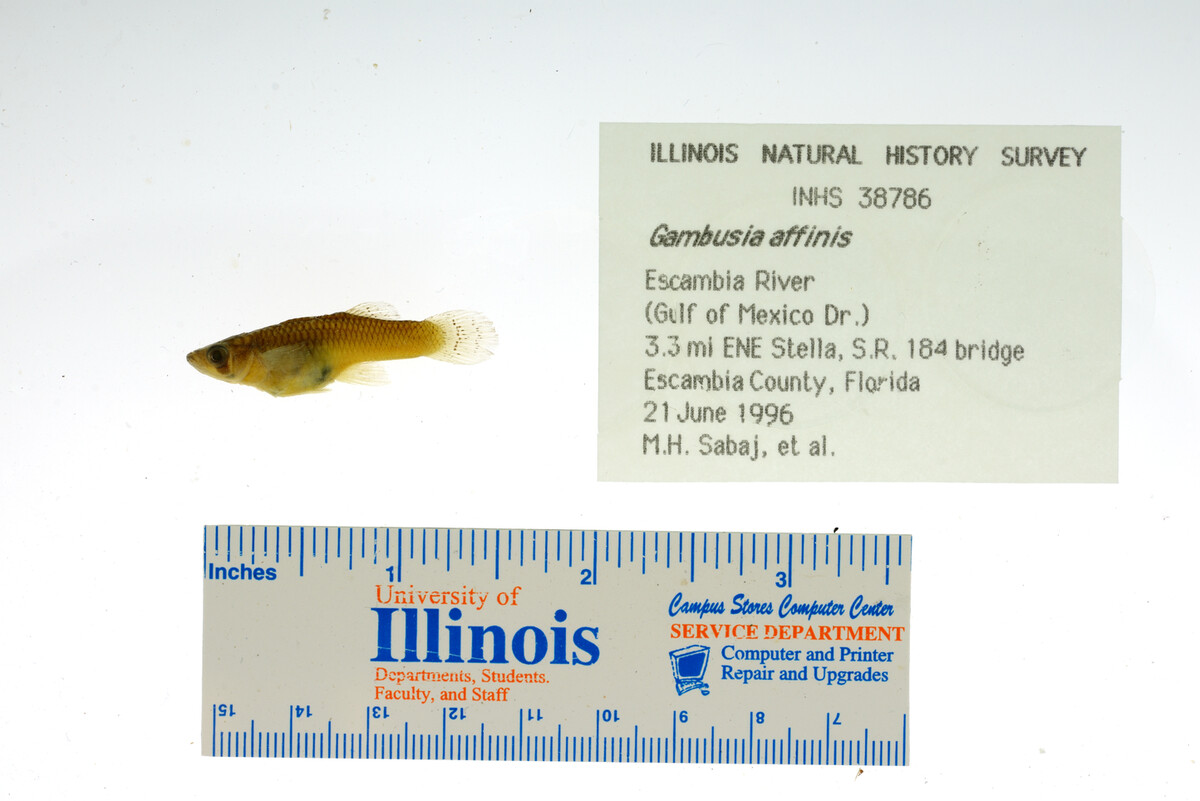 Gambusia image