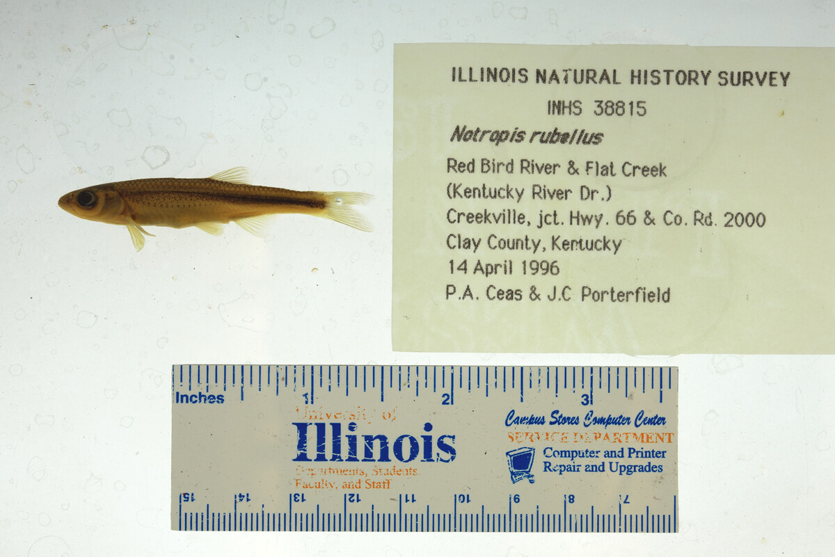 Notropis rubellus image