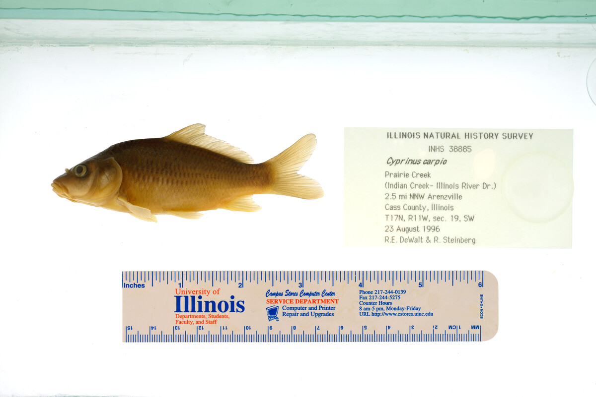 Cyprinus carpio image