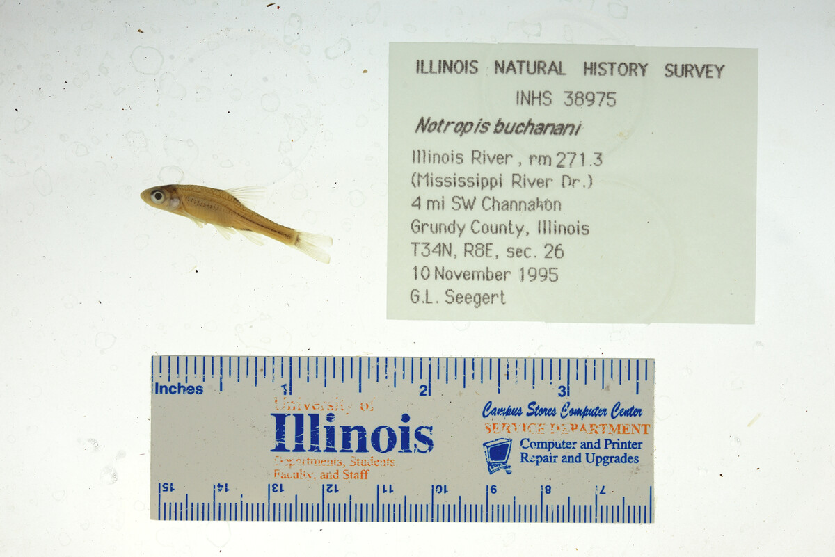 Notropis buchanani image