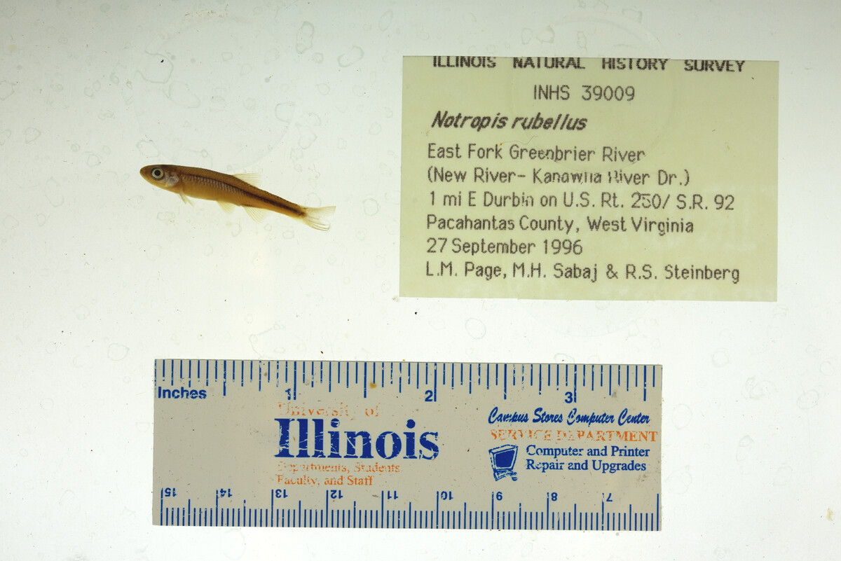 Notropis rubellus image