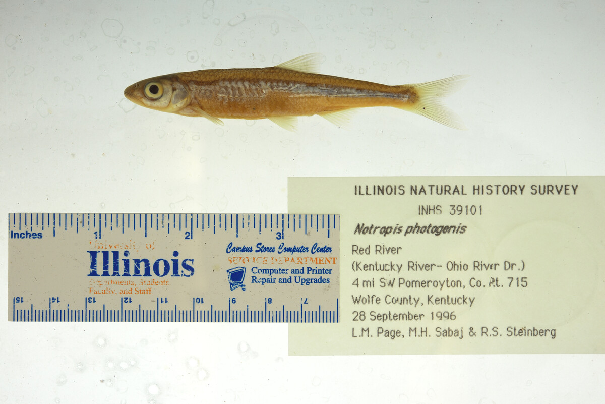 Notropis photogenis image