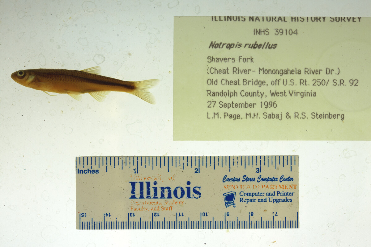 Notropis rubellus image