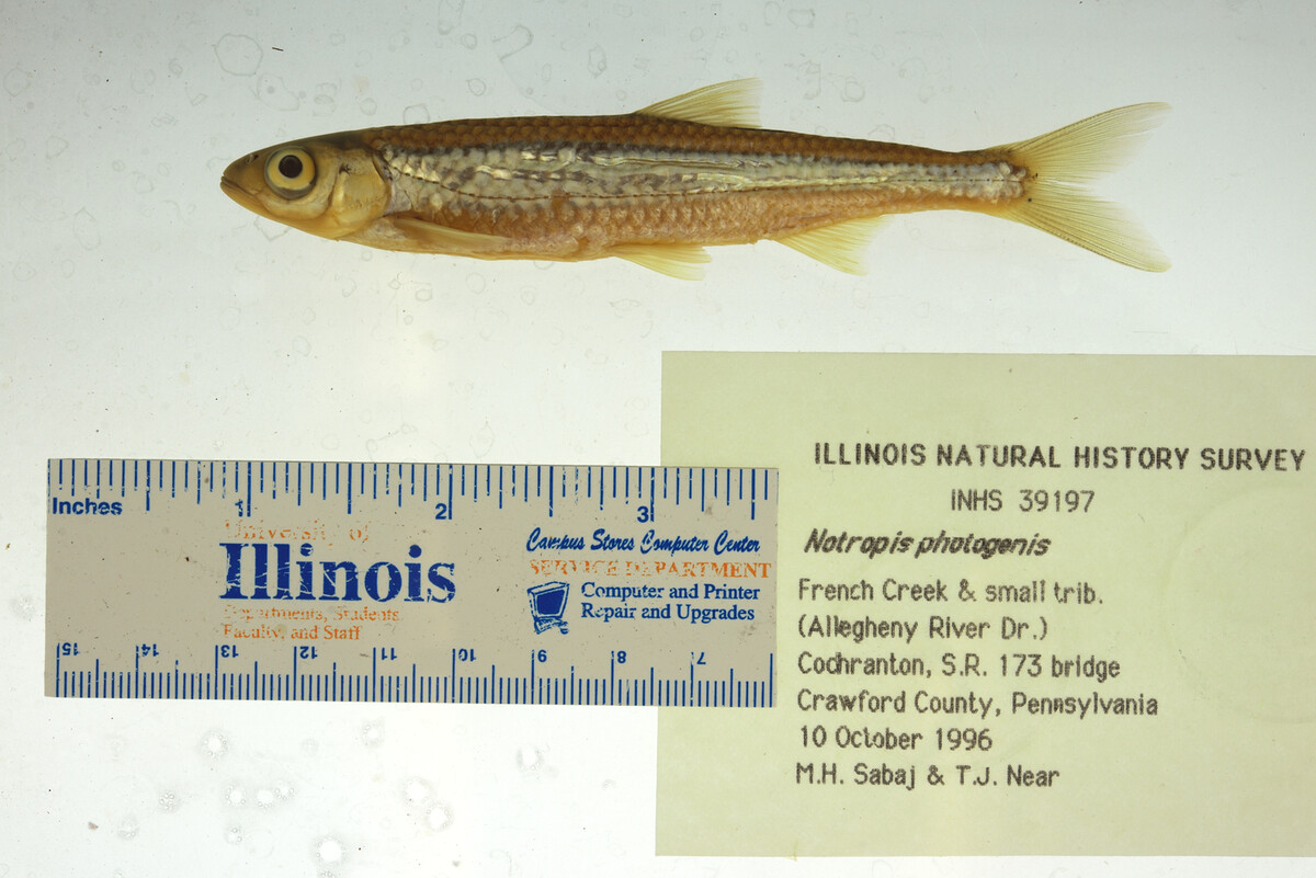 Notropis photogenis image