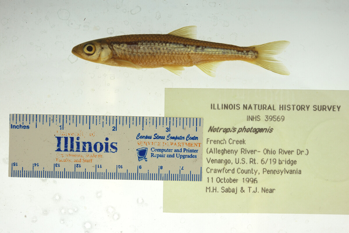 Notropis photogenis image