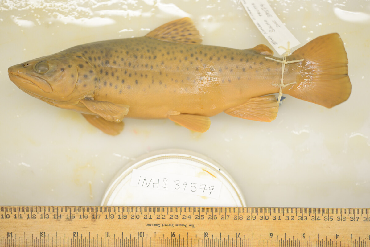 Salmo trutta image