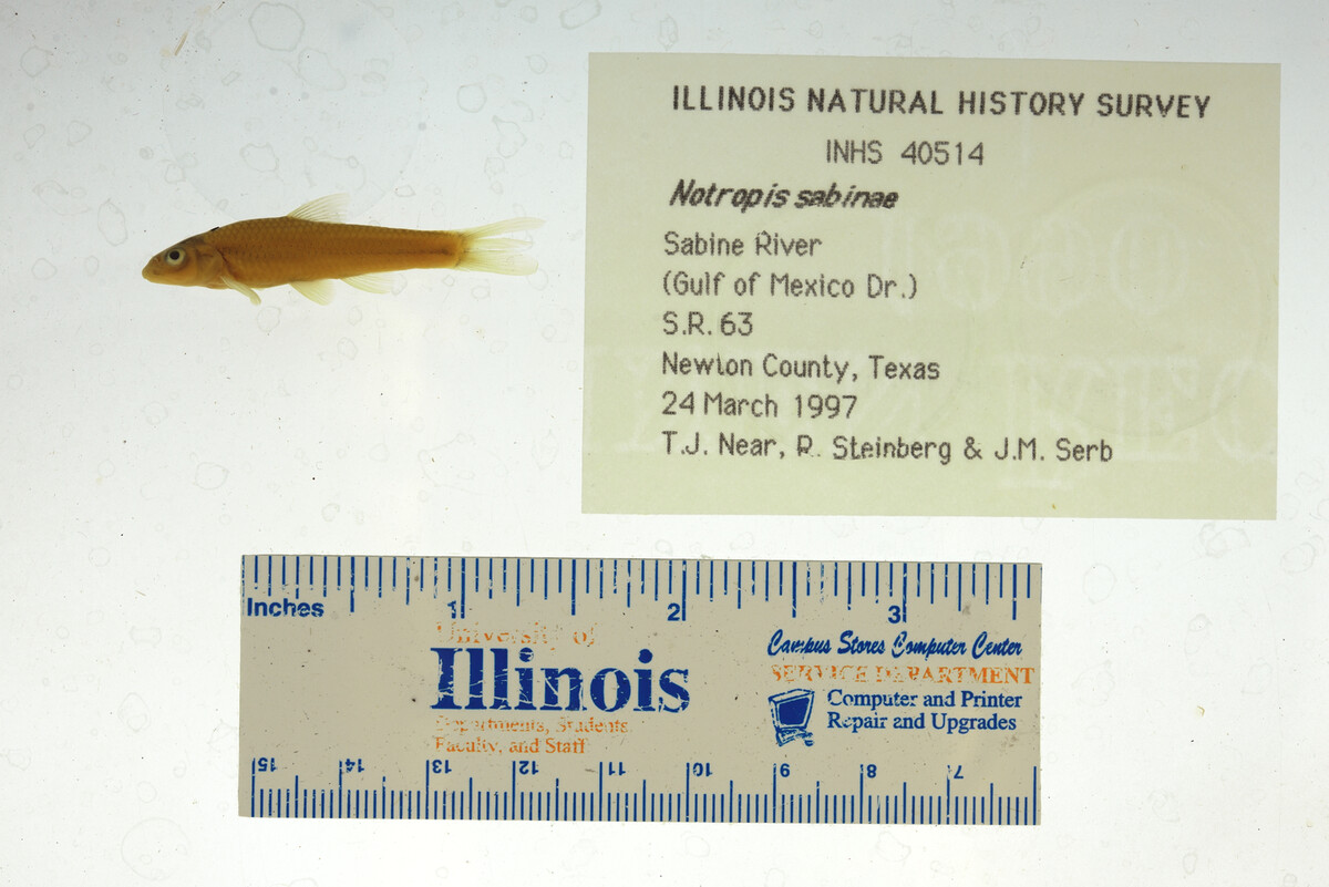 Notropis sabinae image