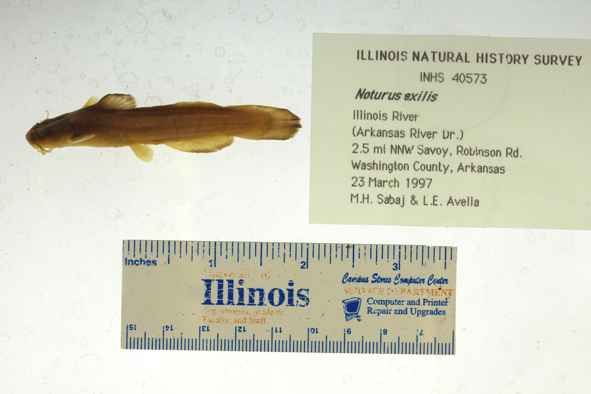Noturus exilis image