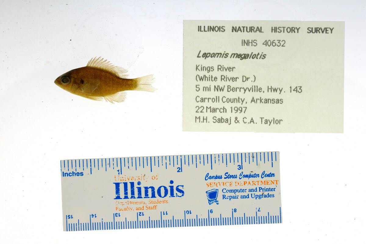 Lepomis megalotis image