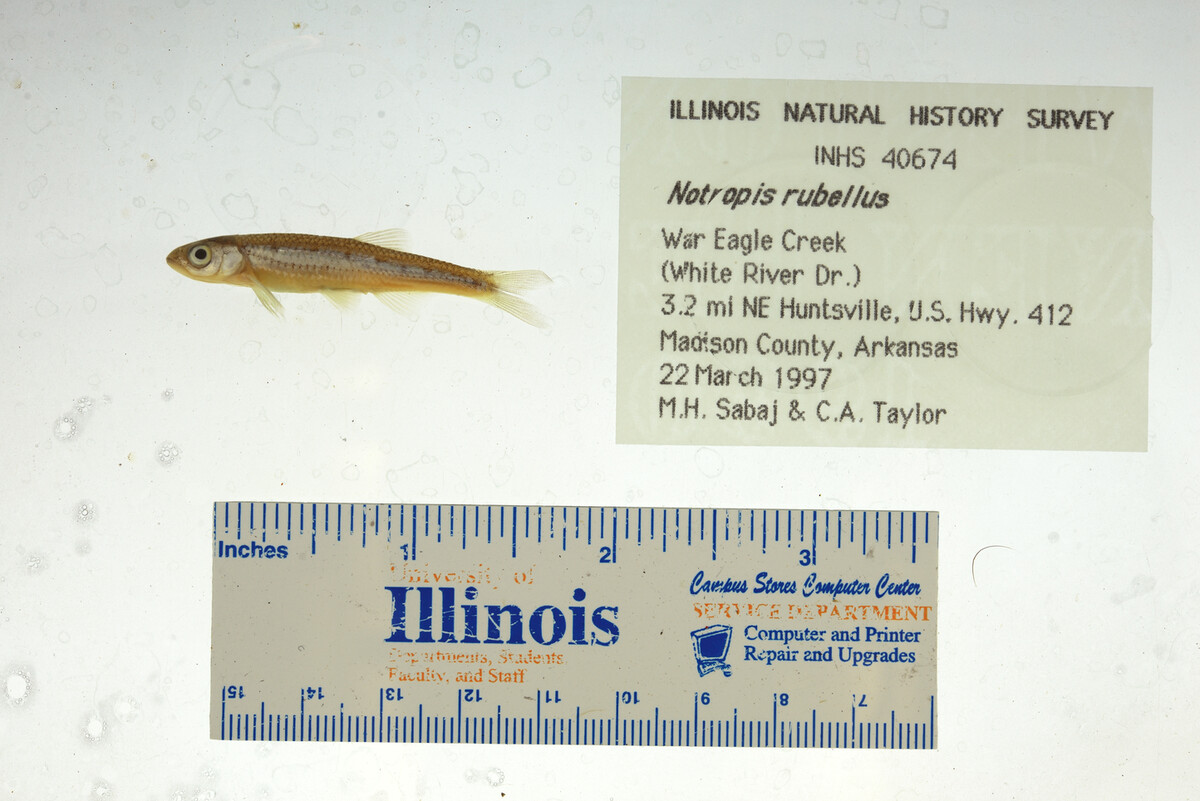 Notropis image