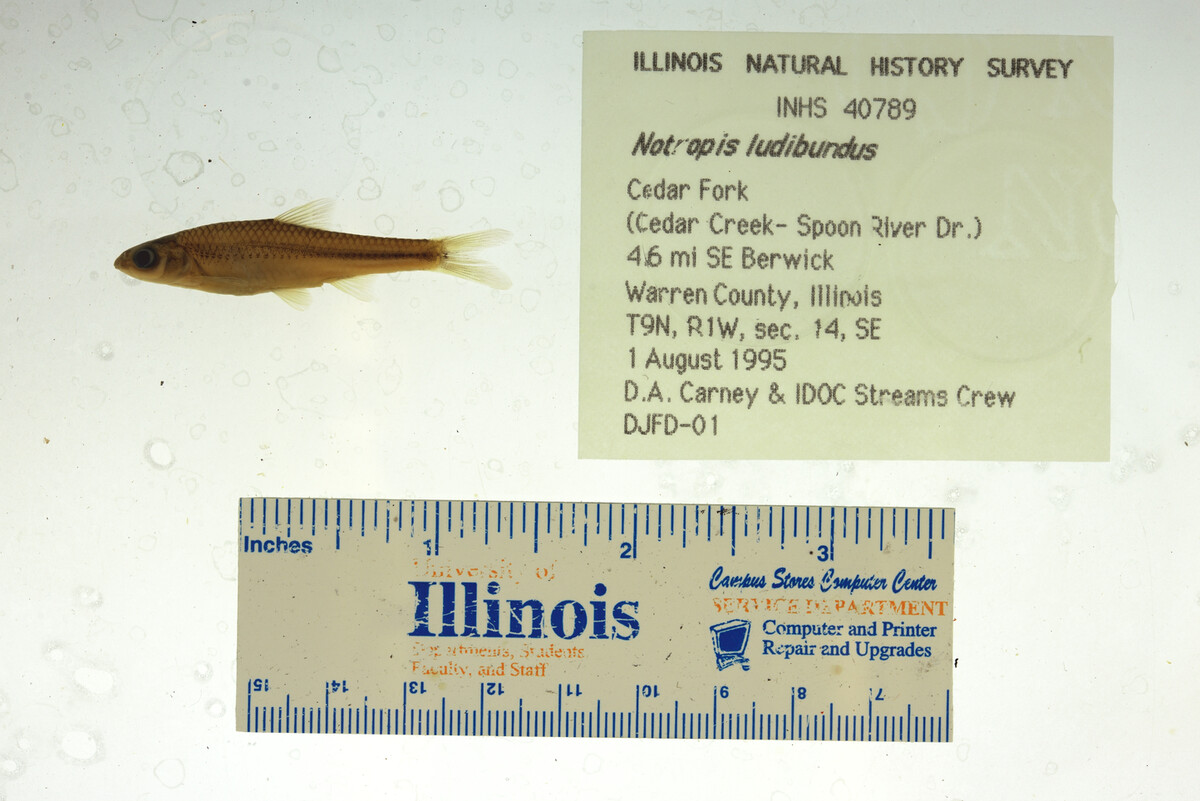 Notropis stramineus image