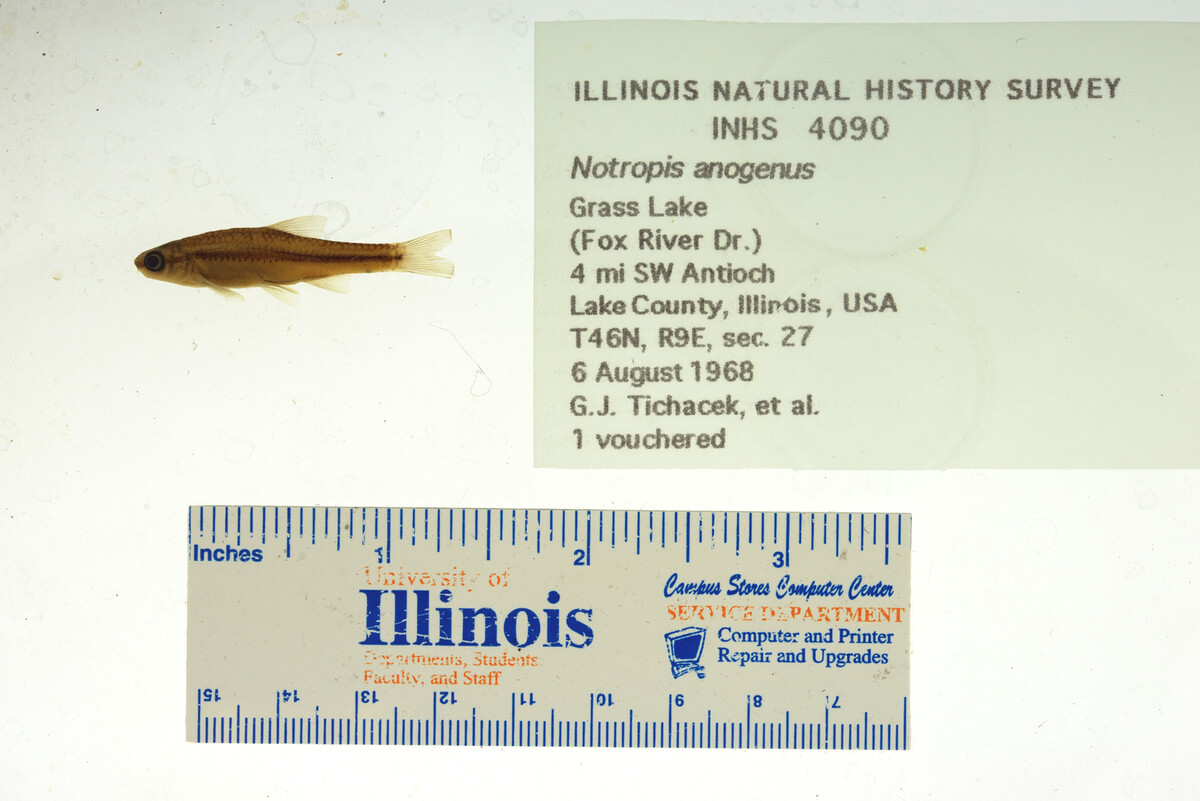 Notropis anogenus image