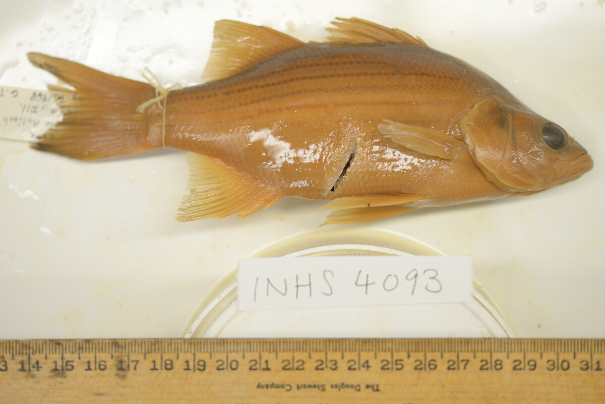 Morone chrysops image