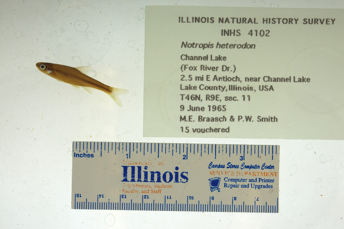 Notropis heterodon image