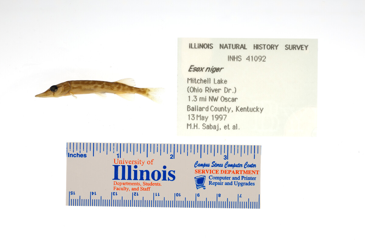 Esox image