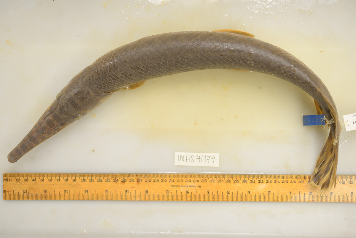 Lepisosteus oculatus image