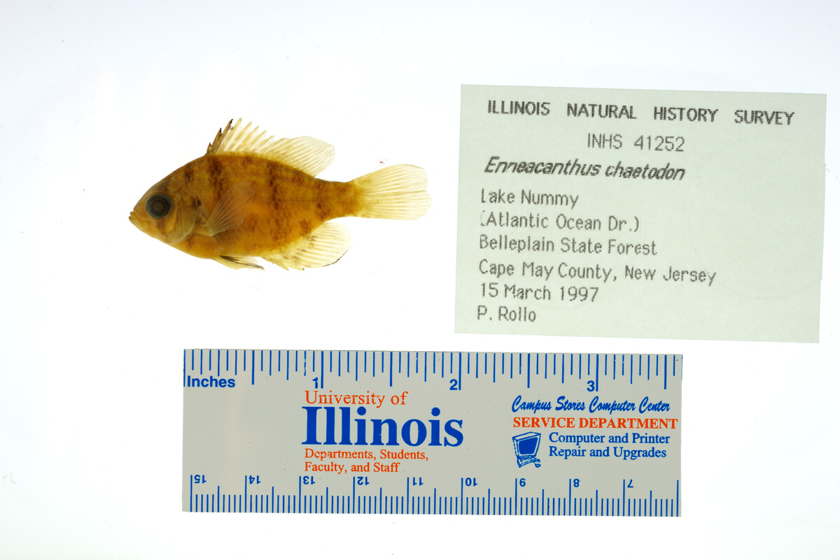 Enneacanthus chaetodon image