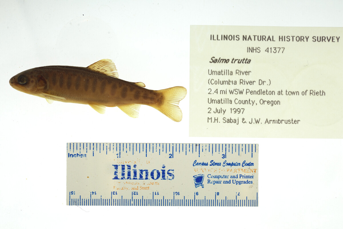 Salmo trutta image