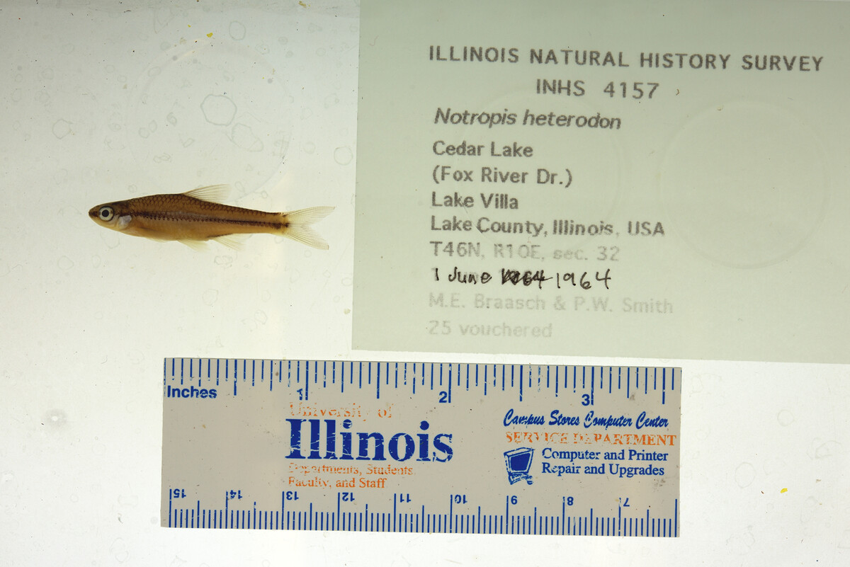 Notropis heterodon image