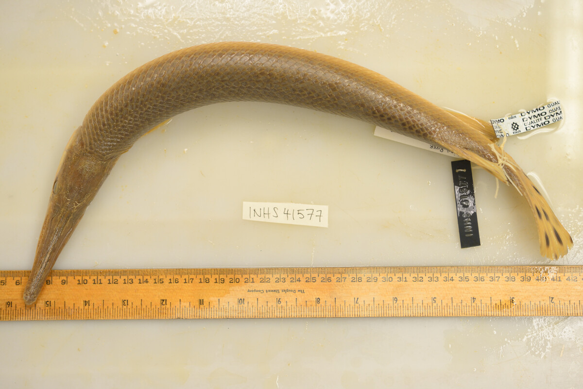 Lepisosteus platostomus image