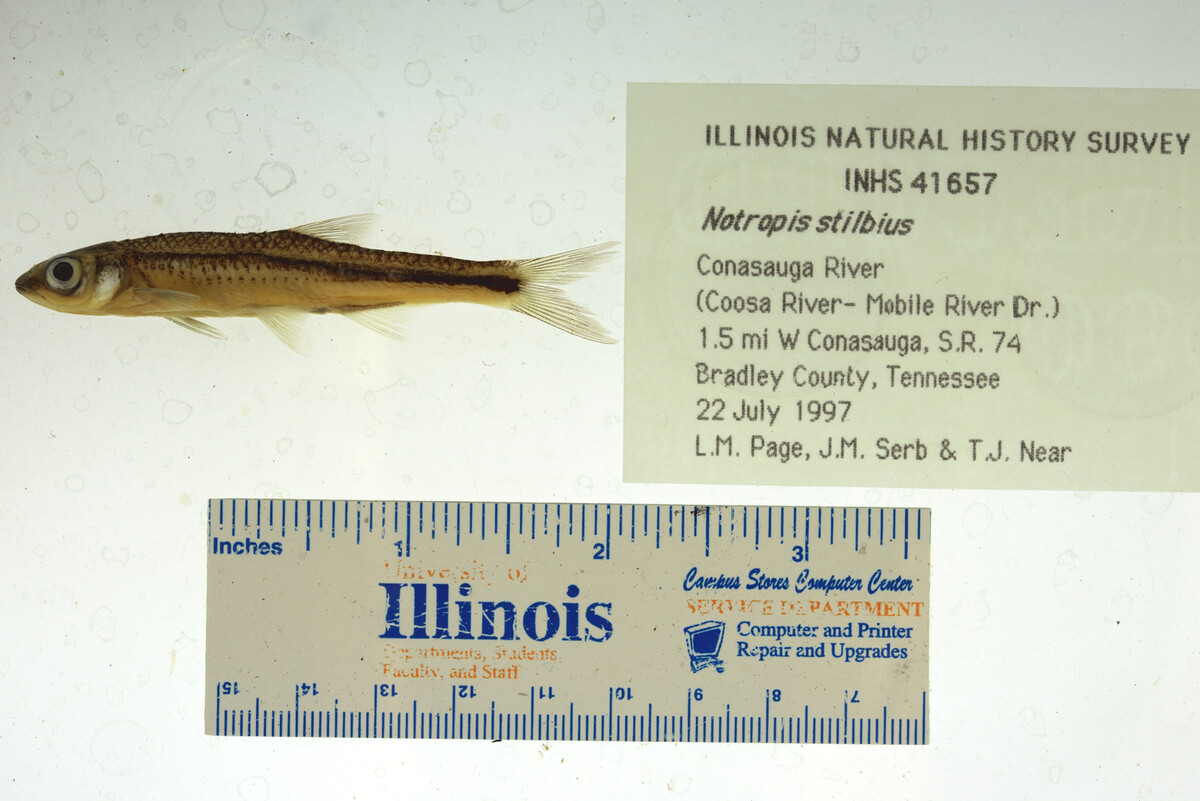 Notropis stilbius image