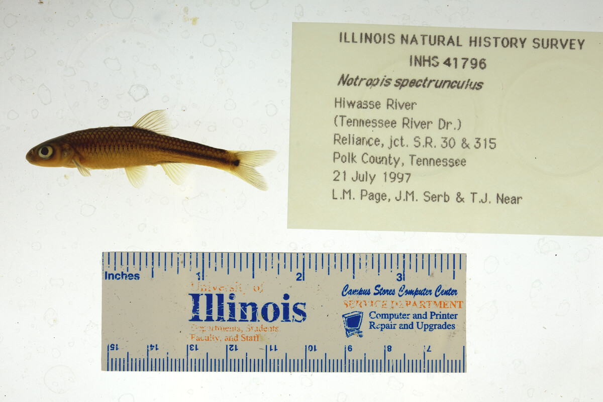 Notropis spectrunculus image